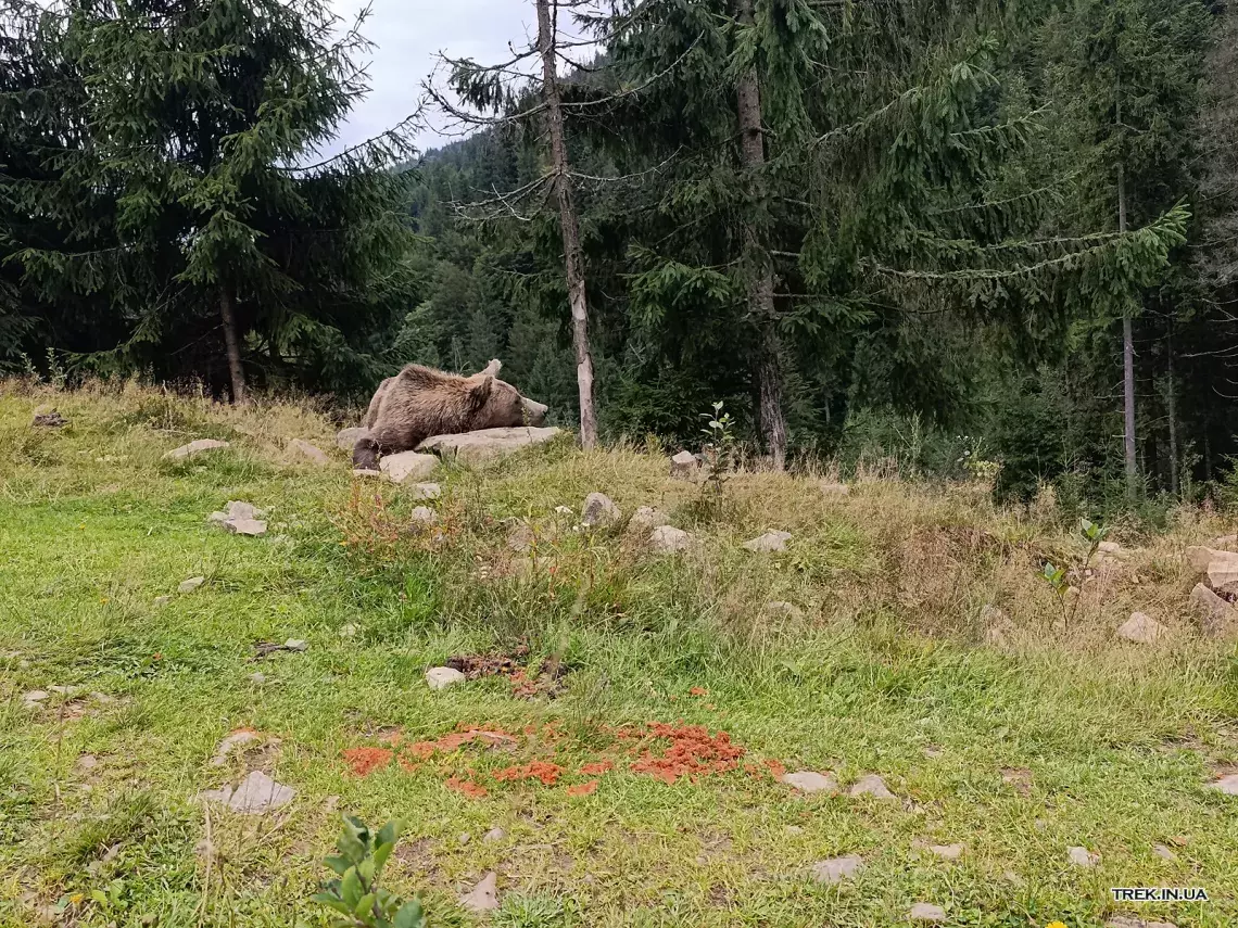Реабілітаційний центр бурого ведмедя (Синевир)