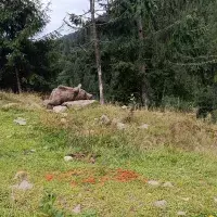 Реабілітаційний центр бурого ведмедя (Синевир)