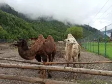 Екопарк Долина Вовків