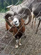 Екопарк Долина Вовків