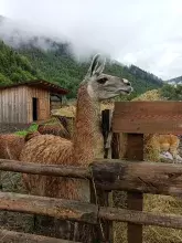 Екопарк Долина Вовків