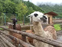 Екопарк Долина Вовків