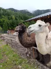 Екопарк Долина Вовків