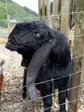 Екопарк Долина Вовків