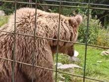 Реабілітаційний центр бурого ведмедя (Синевир)