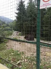Реабілітаційний центр бурого ведмедя (Синевир)