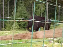 Реабілітаційний центр бурого ведмедя (Синевир)