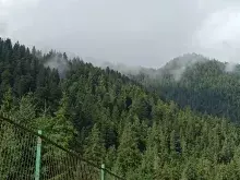 Реабілітаційний центр бурого ведмедя (Синевир)